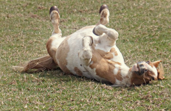 pony-roll-feet-up-a