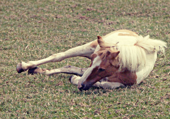 pony rolling over side