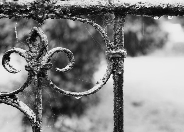 raindrops and spiderweb on gate BW
