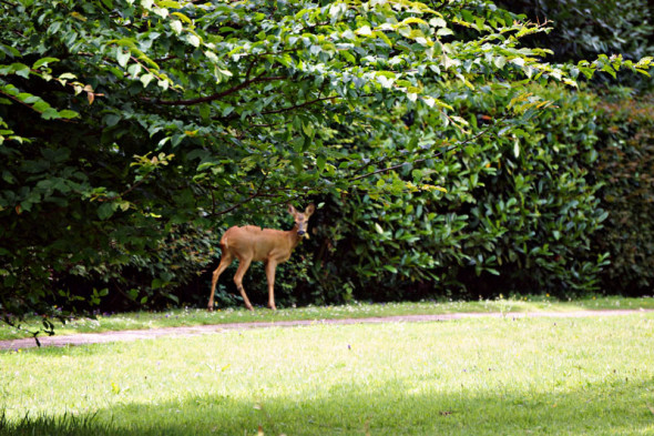 solitary roe deer