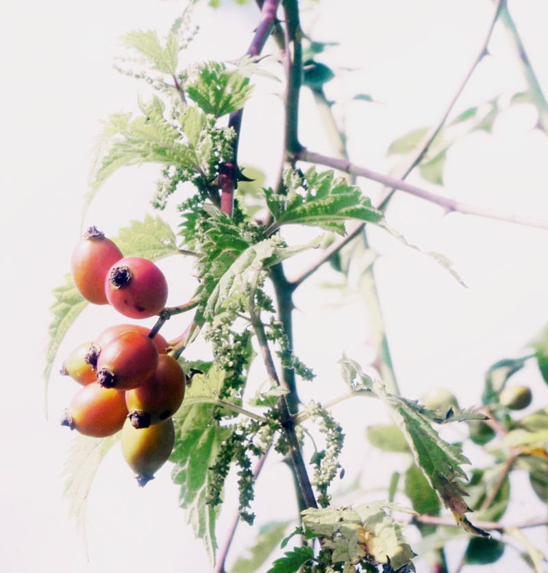 rosehips at Ardingly Reservoir