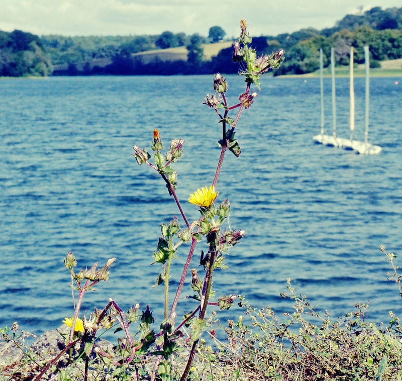 yellow-flowers-and-sailboats