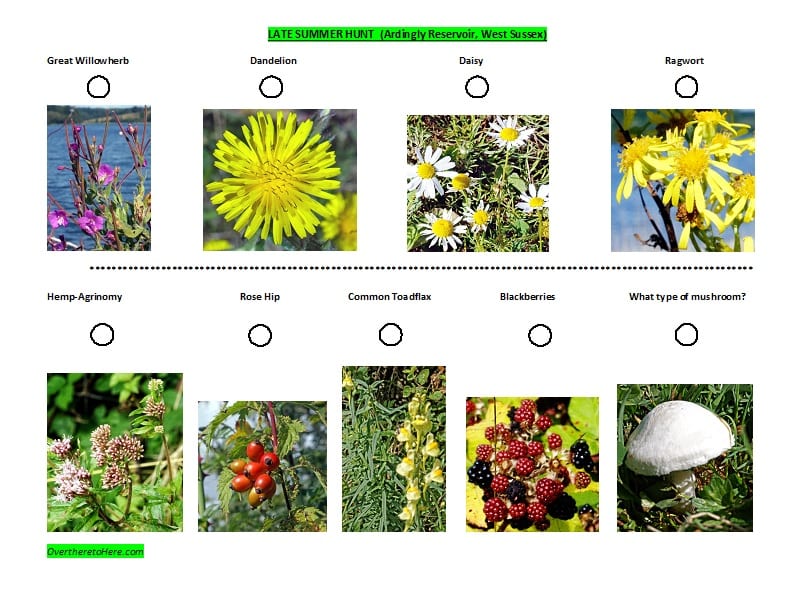 Spotter sheet late Summer Wild Plants