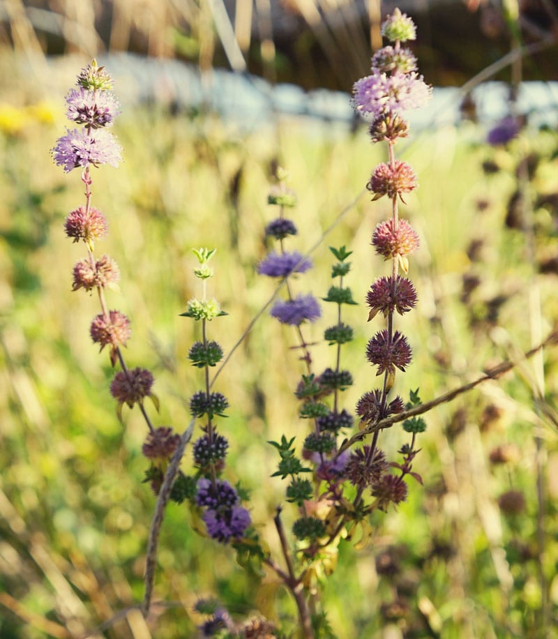 Wildflowers at Ardingly Reservoir