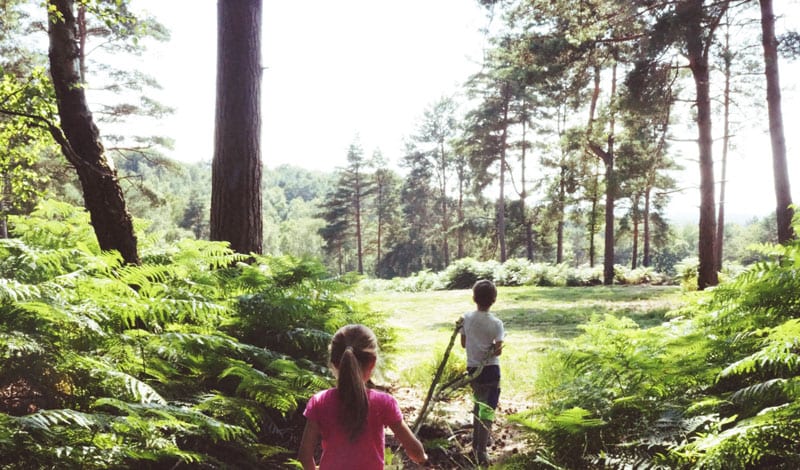 Hindleap walk Ashdown Forest