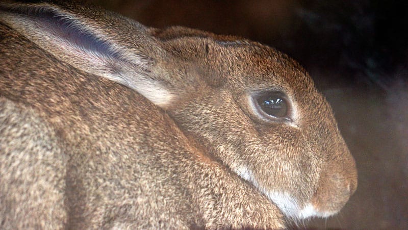 Rabbit close up