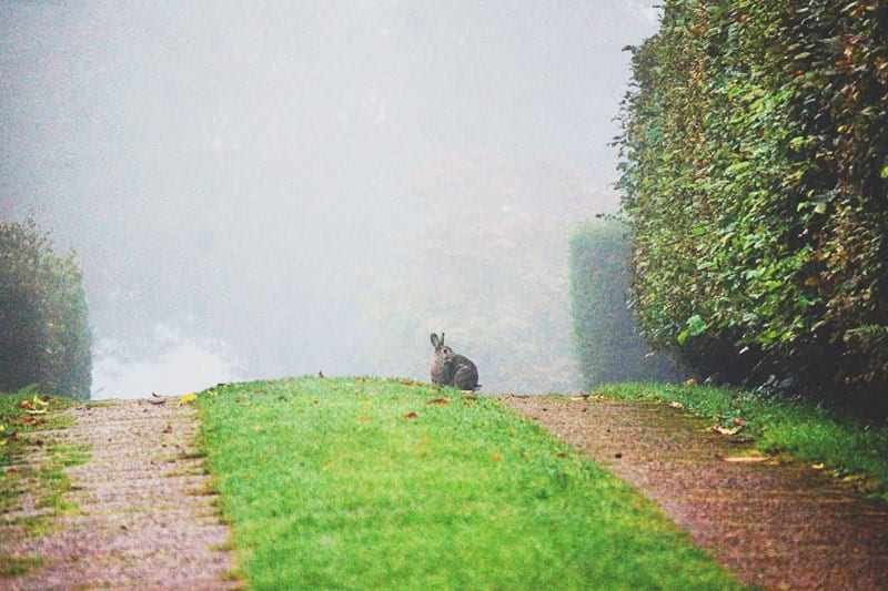 wild rabbit on driveway