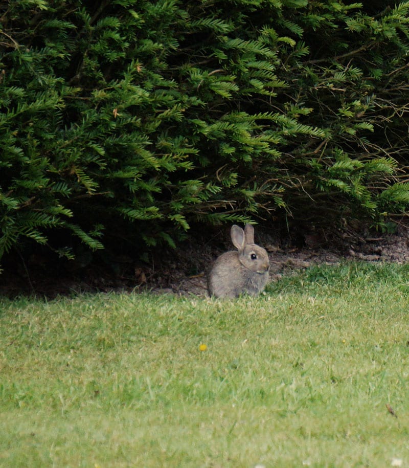 bunny by hedge