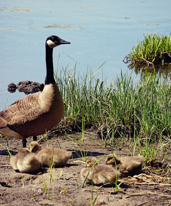 Canada goose quartet of goslings