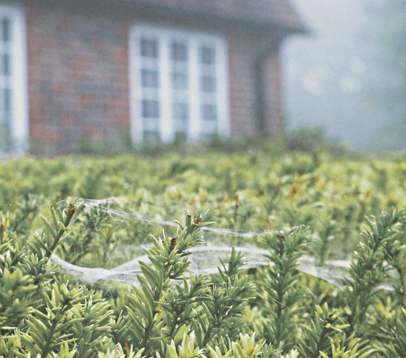 cobwebs hedge