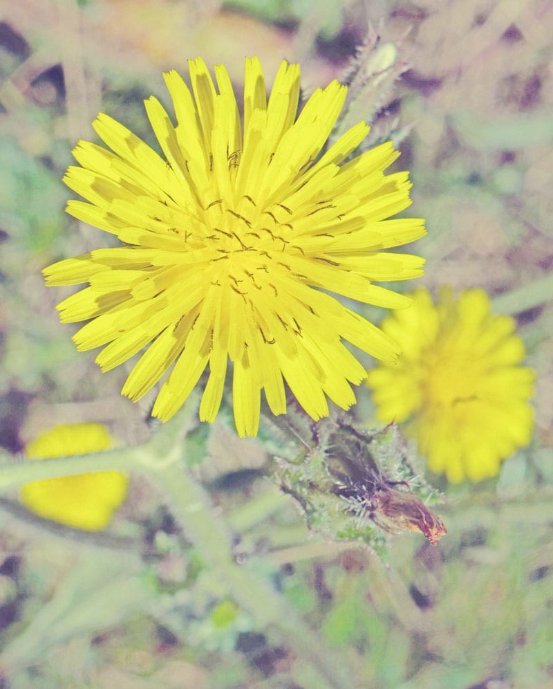 Dandelion Ardingly Reservoir