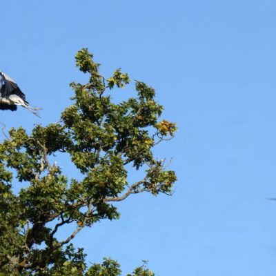 flying grey heron jet flying