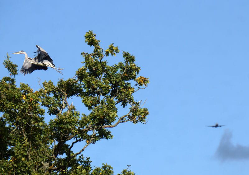 flying grey heron jet flying