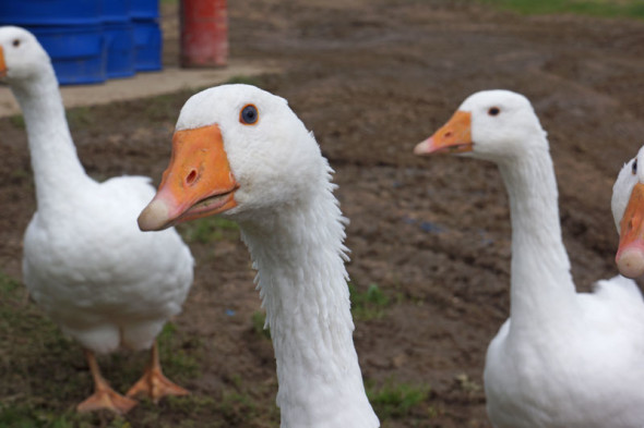 four domestic white geese