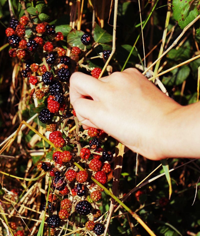 picking blackberries