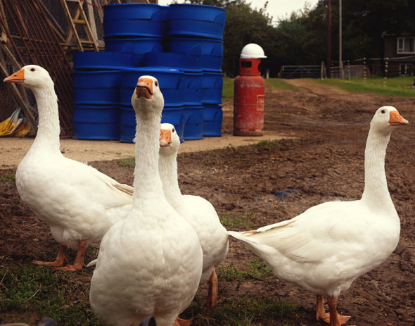 Quartet geese