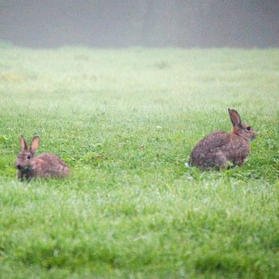 two rabbits in grass field