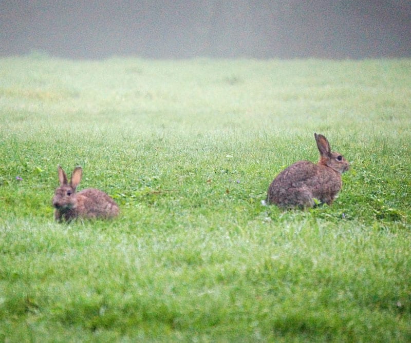 two rabbits in grass field