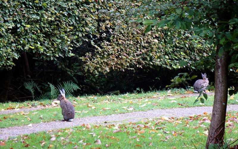 Rabbit standing rabbit running