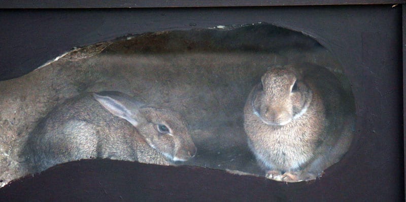 two rabbits inside burrow