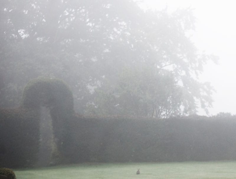 rabbit on lawn in mist