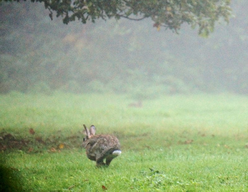 fleeing rabbit