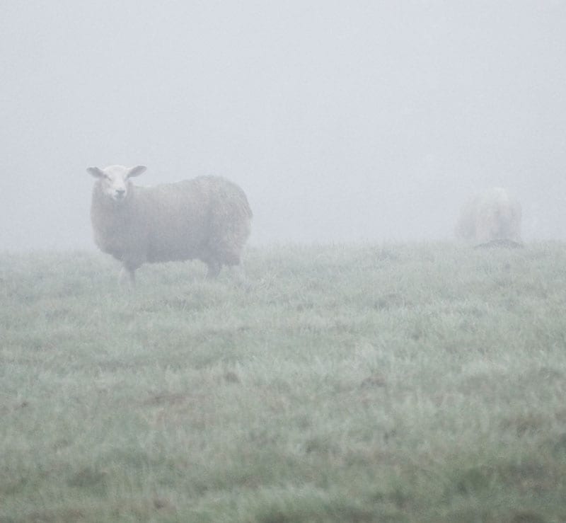 sheep in mist