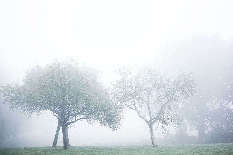 trees in autumn mist