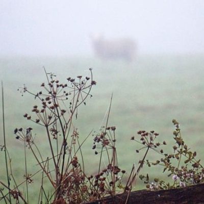 wild flowers and sheep in mist