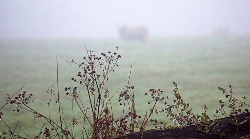 wild flowers and sheep in mist