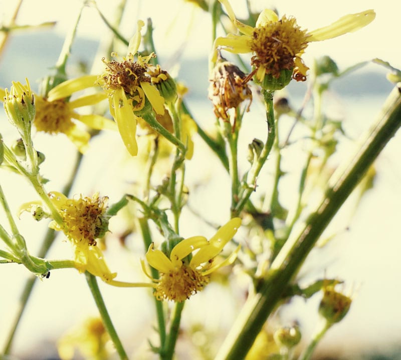 wilting Ragwort