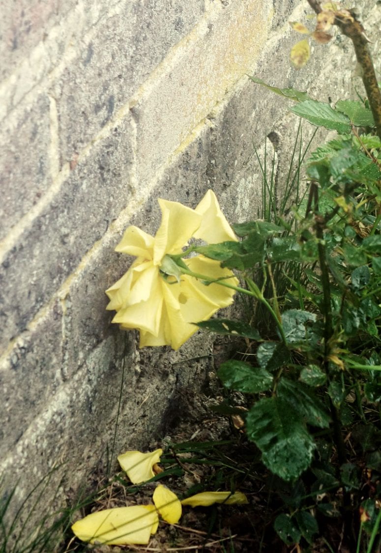 wilting yellow rose