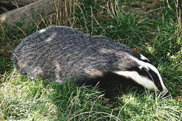 Badger in grass