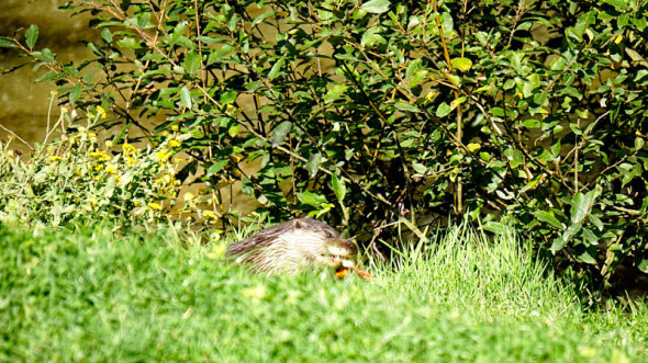 Badger eating next water