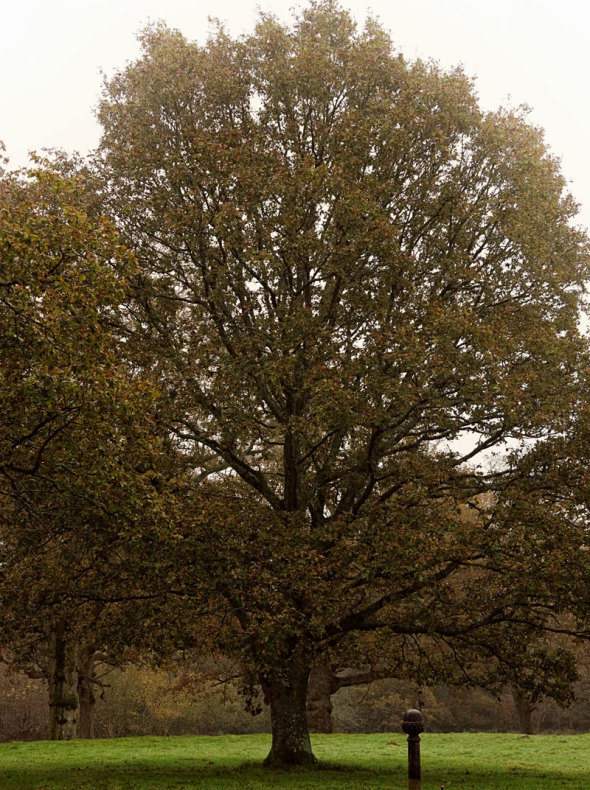 English oak tree 