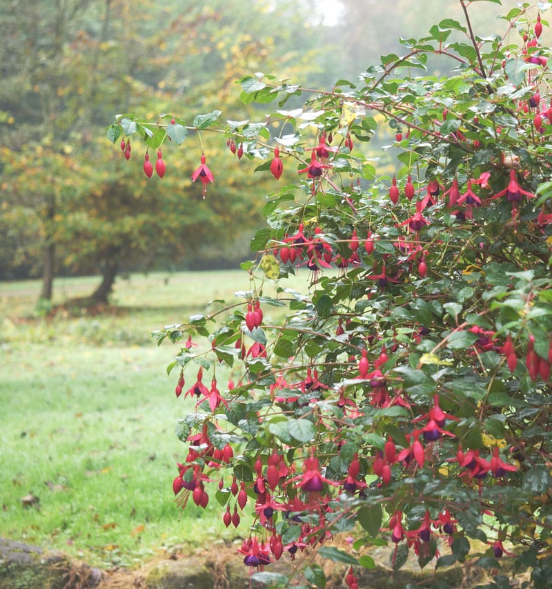 Fuschia bush