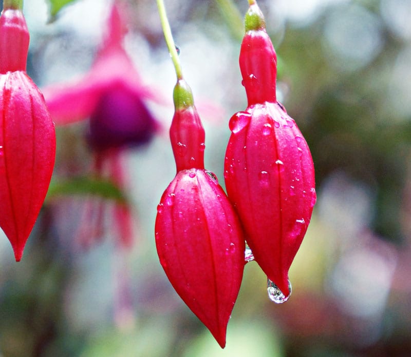 Fuschia dew drops