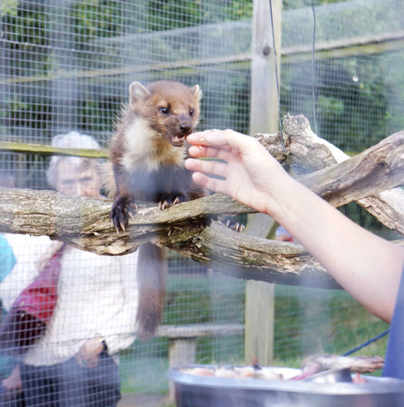 pine marten feedtime