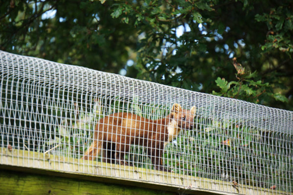 pine marten tunnel run