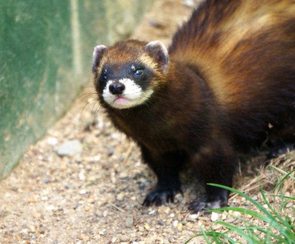 polecat british carnivore mammal