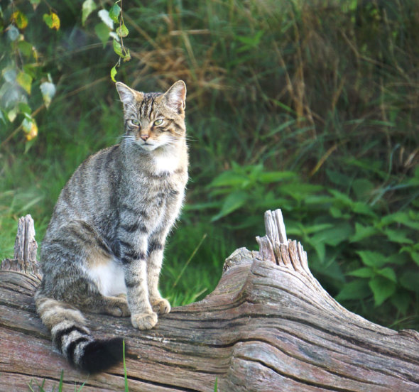 Scottish Wildcat