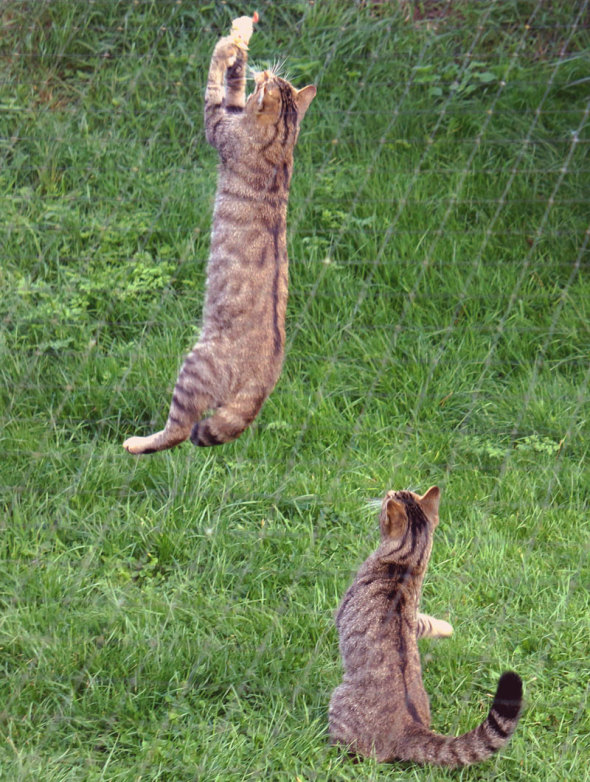 scottish wildcats native carnivore animals