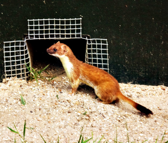 Stoat British Wildlife Centre