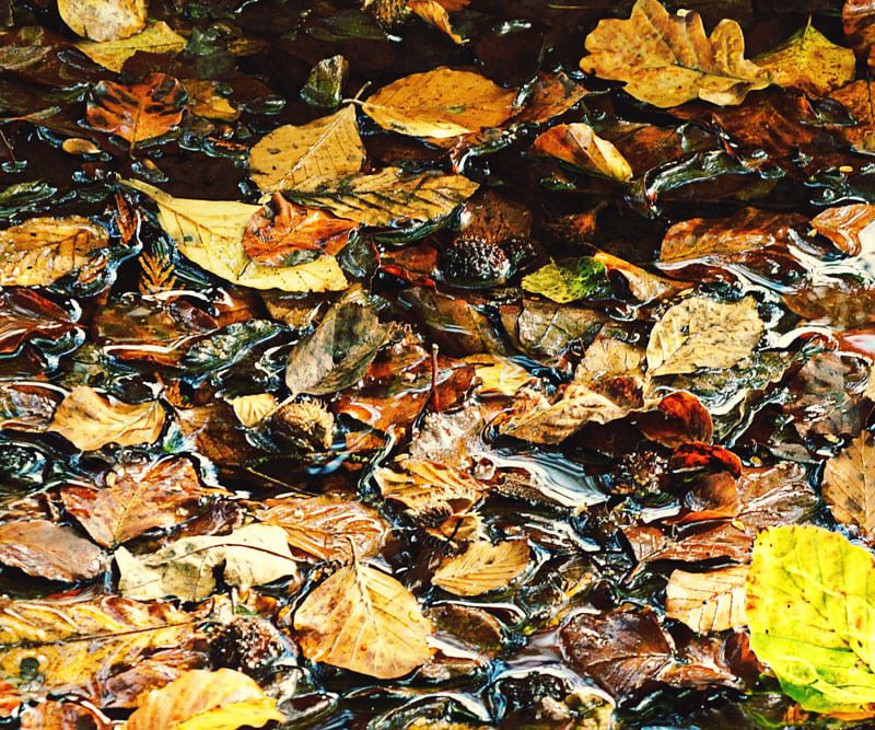 puddle filled with autumn leaves