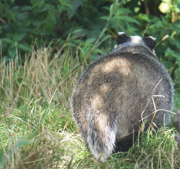 back view badger