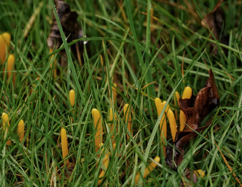 coral shaped fungi