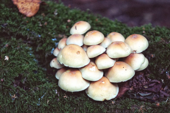 mushrooms on tree trunk