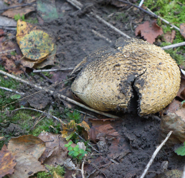 Common Earthball Maybe