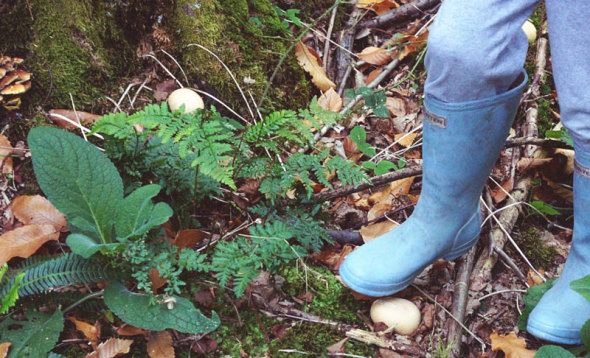 Earthballs or Puffballs