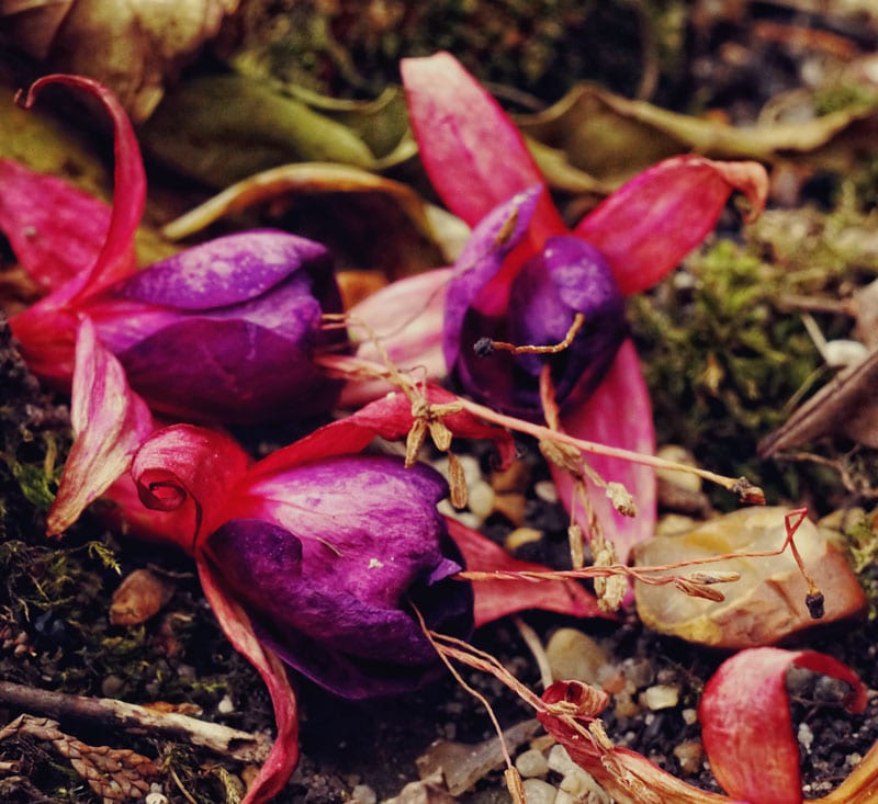 fallen fuschia flowers